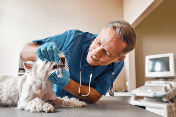 Best Emergency Dental Care for Broken or Chipped Teeth in Hopatcong, NJ